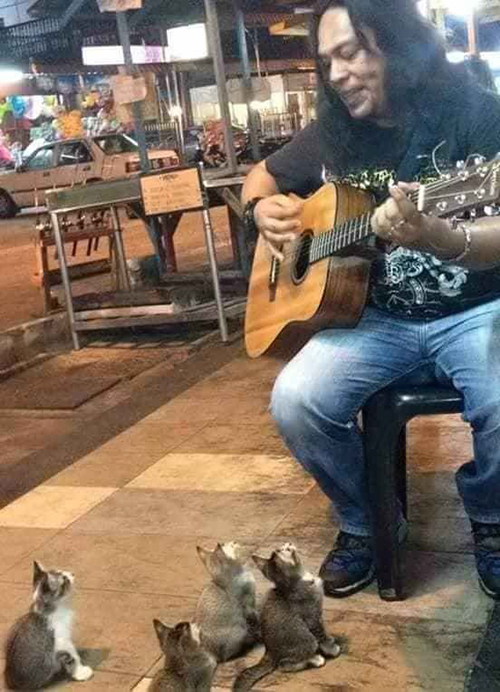 Cantante Malasia con gatitos