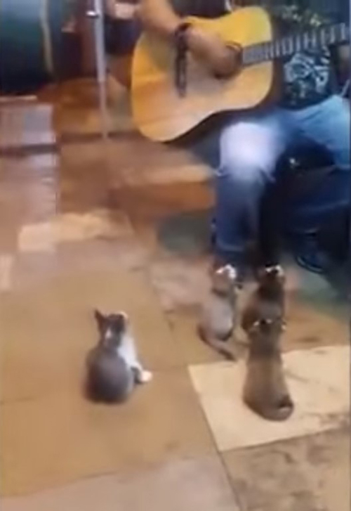 Cantante Malasia con gatitos