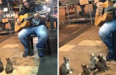Cantante Malasia con gatitos
