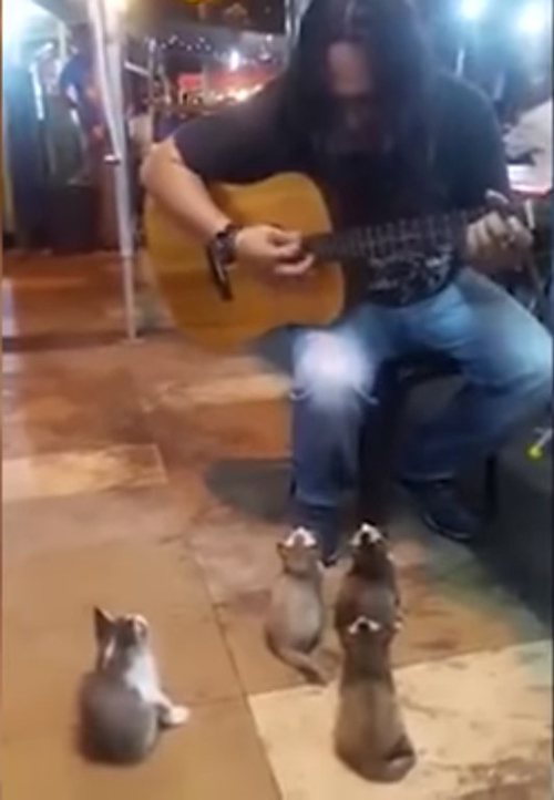 Cantante Malasia con gatitos