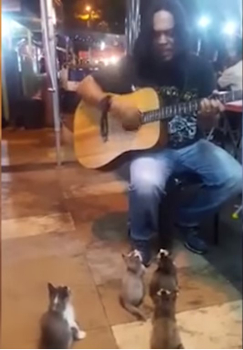 Cantante Malasia con gatitos