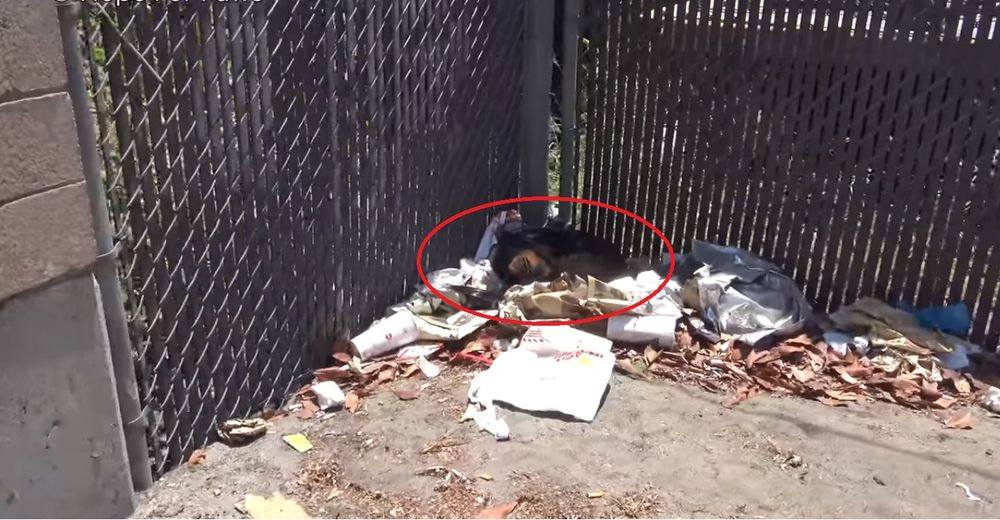 Ni siquiera era capaz de moverse sobre una pila de basura – Sus rescatistas temieron lo peor Ni siquiera era capaz de moverse sobre una pila de basura – Sus rescatistas temieron lo peor