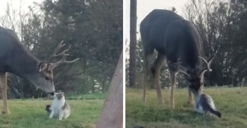 Inusual pareja de un ciervo y un gatito son atrapados infraganti en una adorable sesión de besos Inusual pareja de un ciervo y un gatito son atrapados infraganti en una adorable sesión de besos