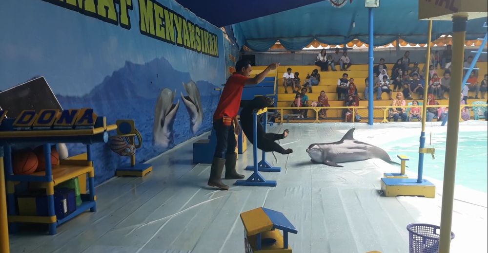 Este circo forzó a sus delfines a salir a tierra firme para que las personas se tomaran selfies Este circo forzó a sus delfines a salir a tierra firme para que las personas se tomaran selfies