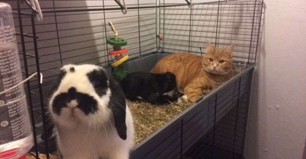 Estos gatitos quieren tanto a su hermano conejo que insisten en jugar con él hasta en su jaula Estos gatitos quieren tanto a su hermano conejo que insisten en jugar con él hasta en su jaula