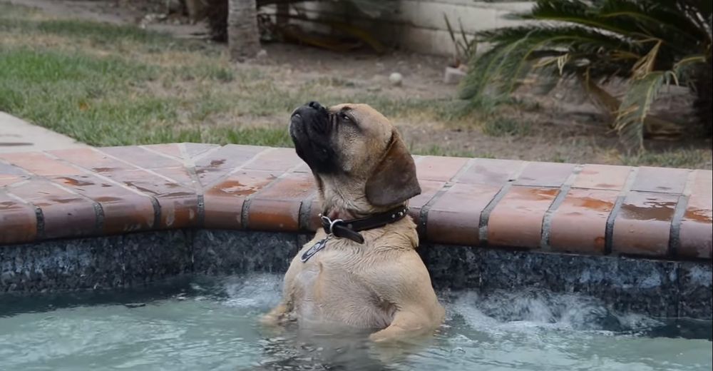 Cuzzie, el perrito que revolucionó Internet tras descubrir lo relajantes que son los jacuzzis Cuzzie, el perrito que revolucionó Internet tras descubrir lo relajantes que son los jacuzzis