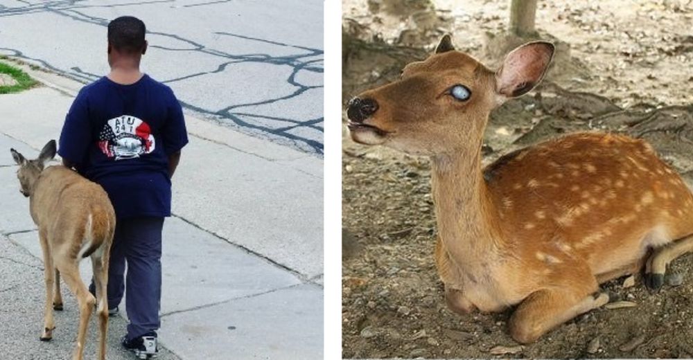 Este niño ayuda a un ciervo ciego a buscar comida todos los días antes de irse a la escuela Este niño ayuda a un ciervo ciego a buscar comida todos los días antes de irse a la escuela