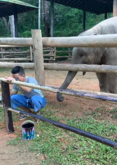 Elefante y cuidador Tailandia
