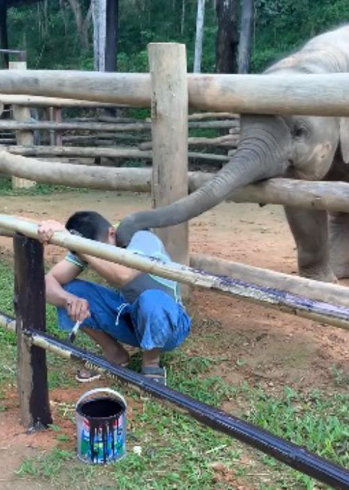 Elefante y cuidador Tailandia