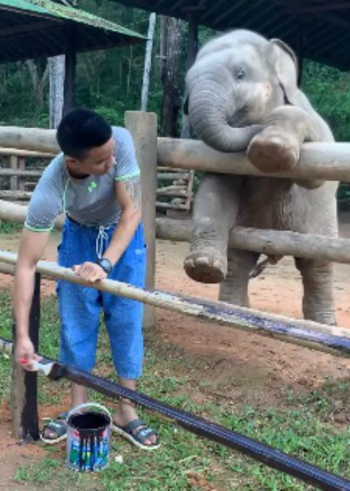 Elefante y cuidador Tailandia