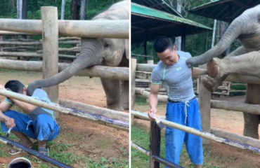 Elefante y cuidador Tailandia