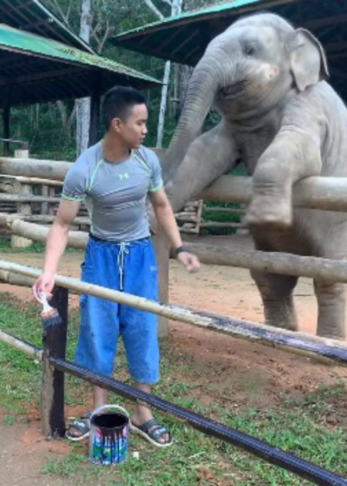 Elefante y cuidador Tailandia