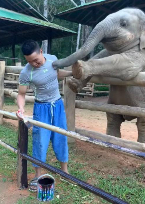 Elefante y cuidador Tailandia