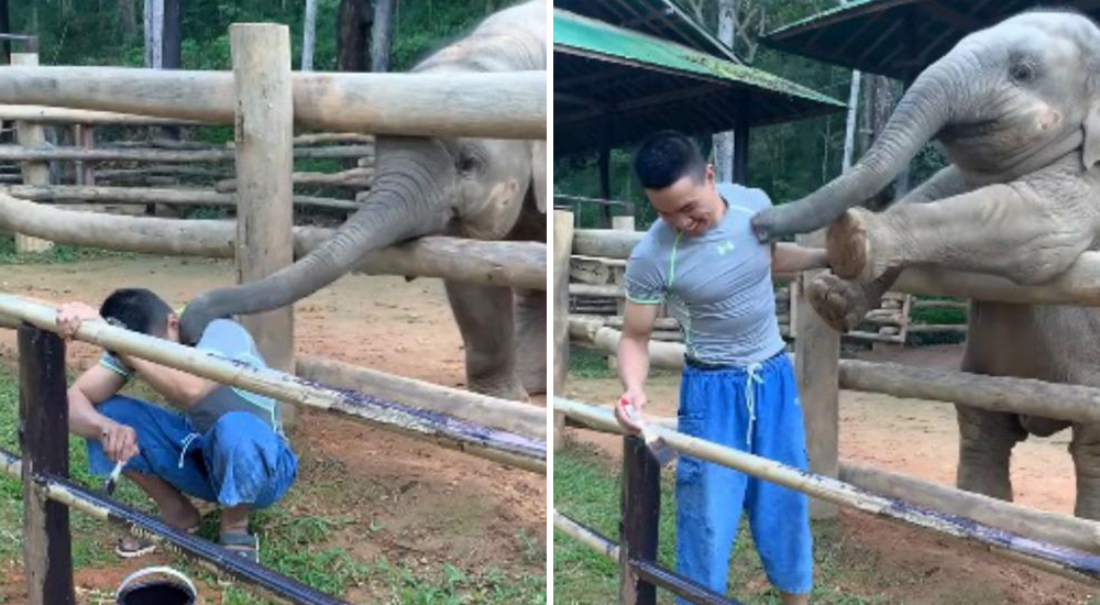 Un elefante bebé está dispuesto a hacer lo que sea para recibir una caricia de su cuidador Un elefante bebé está dispuesto a hacer lo que sea para recibir una caricia de su cuidador