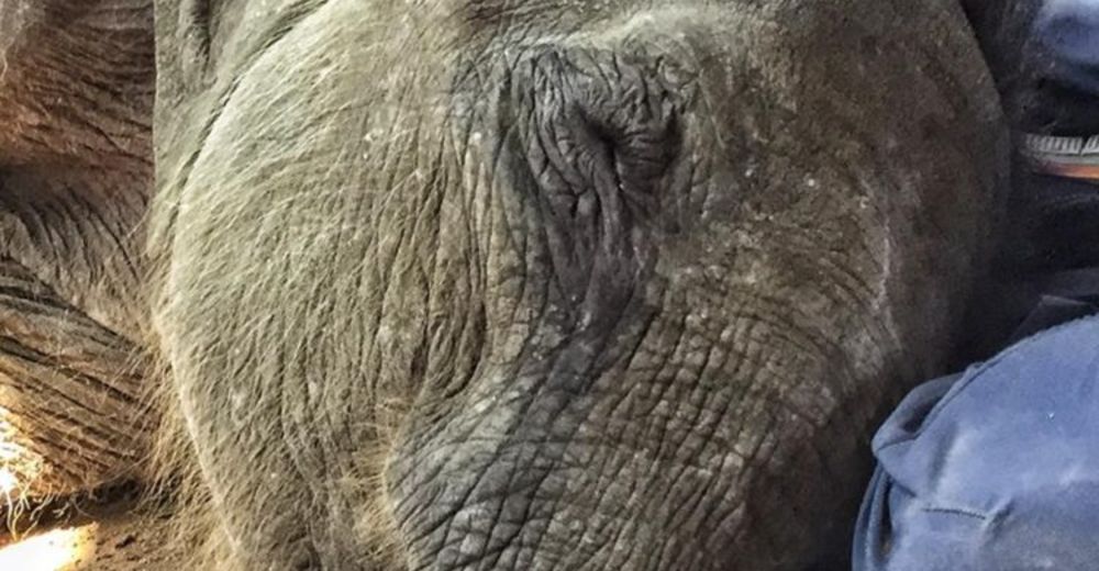 Miles de personas se están uniendo para ayudar a estos elefantitos huérfanos Miles de personas se están uniendo para ayudar a estos elefantitos huérfanos