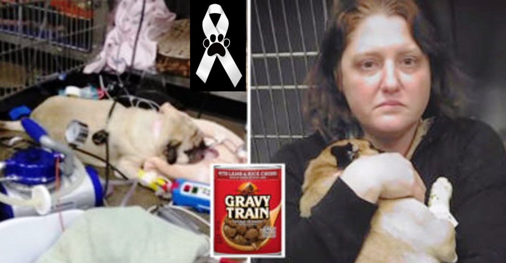 Alimentó a su cachorro con pienso de una reconocida marca y 15 minutos después perdió la vida
