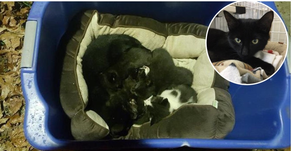 Se conmovieron al ver a una gata protegiendo a sus 6 bebés, pronto descubrieron que era un macho