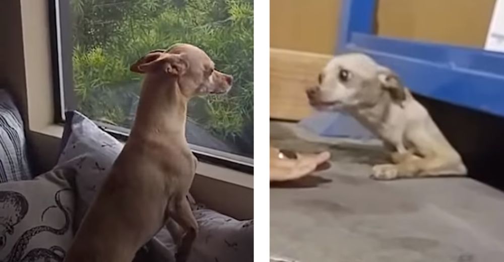Consiguió una familia, pero extrañaba tanto a su madre adoptiva que escapó para volverla a ver Consiguió una familia, pero extrañaba tanto a su madre adoptiva que escapó para volverla a ver