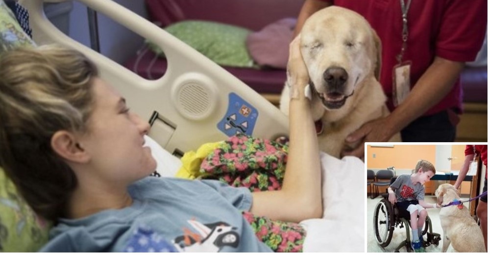 Los niños enfermos de un hospital sólo hallan consuelo con las visitas de esta perrita ciega