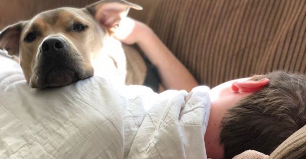 Este perrito adoptado vivía aterrorizado, hasta que una noche junto a su hermano todo cambió Este perrito adoptado vivía aterrorizado, hasta que una noche junto a su hermano todo cambió