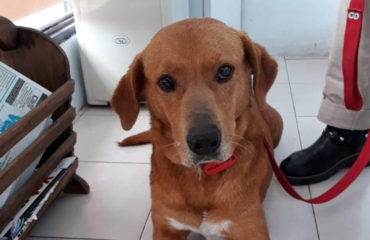 Juan perro devuelto en Argentina