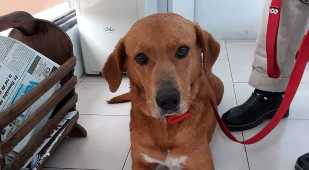 Le devolvieron la esperanza al adoptarlo pero enseguida lo devolvieron y le rompieron el corazón Le devolvieron la esperanza al adoptarlo pero enseguida lo devolvieron y le rompieron el corazón