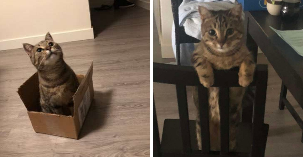 Una gatita tiene el gesto más dulce para convencer a su humano de no ir al trabajo Una gatita tiene el gesto más dulce para convencer a su humano de no ir al trabajo