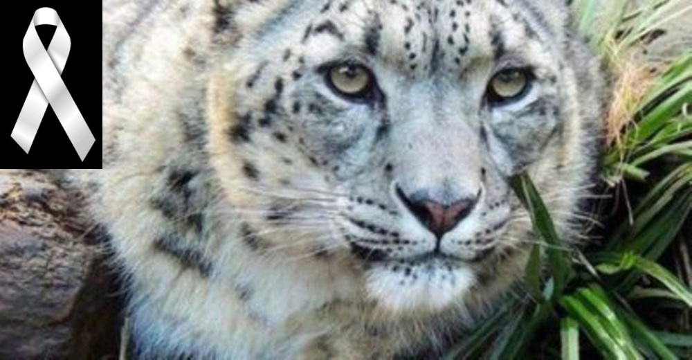 Una acelerada decisión humana acaba cobrando la vida de un inocente leopardo de nieve Una acelerada decisión humana acaba cobrando la vida de un inocente leopardo de nieve
