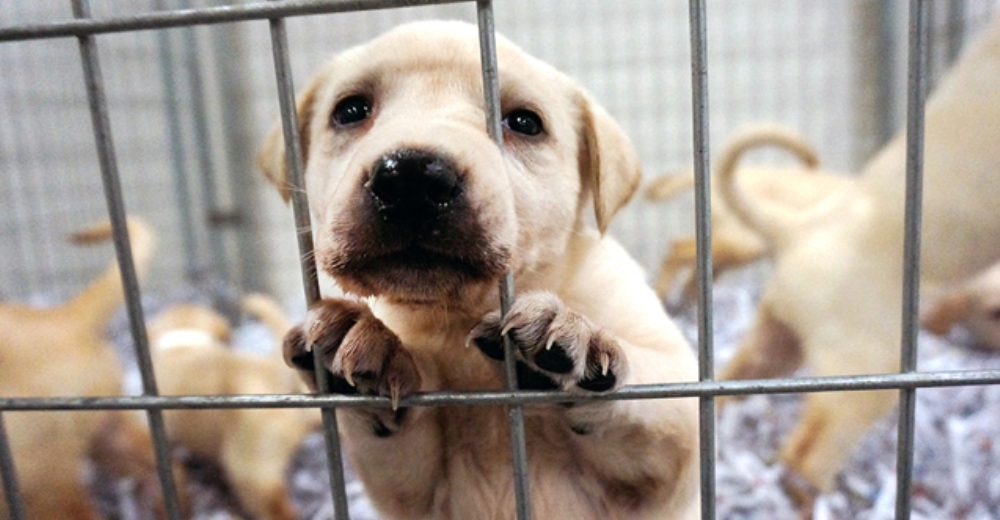 Una nueva ley obliga a las tiendas de mascotas a vender sólo animales rescatados de los refugios Una nueva ley obliga a las tiendas de mascotas a vender sólo animales rescatados de los refugios