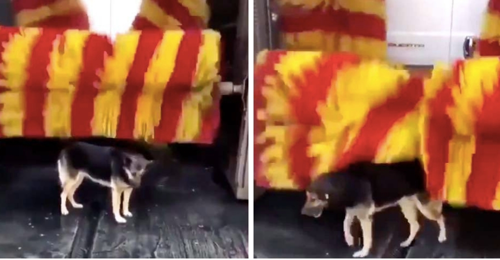Astuta perrita callejera visita un autolavado todos los días para recibir el masaje que merece Astuta perrita callejera visita un autolavado todos los días para recibir el masaje que merece