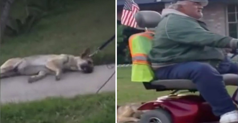 Fue capturado en video mientras conducía su scooter tirando de su perro