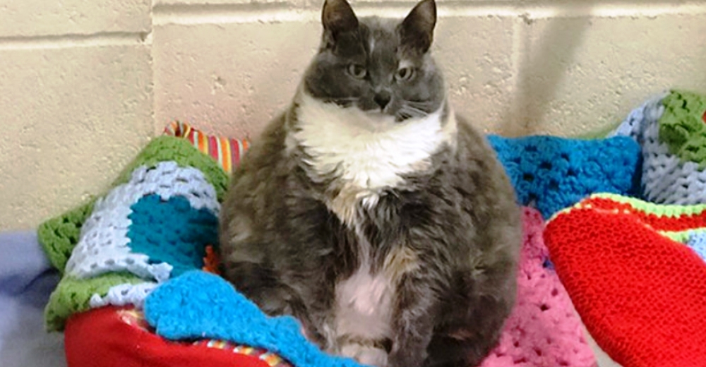 Mitzi, la famosa gata por su extrema gordura, es devuelta por cuarta vez a un refugio