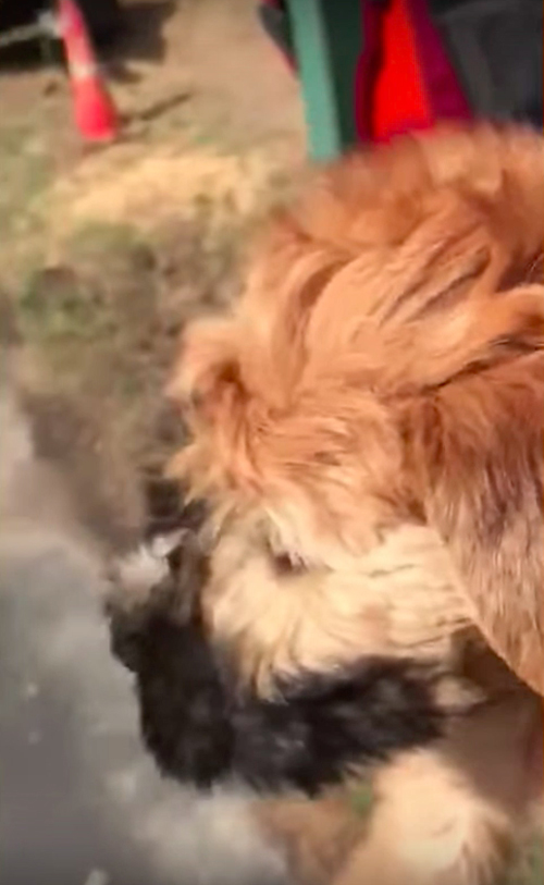 Mujer recibe 2 cachorros