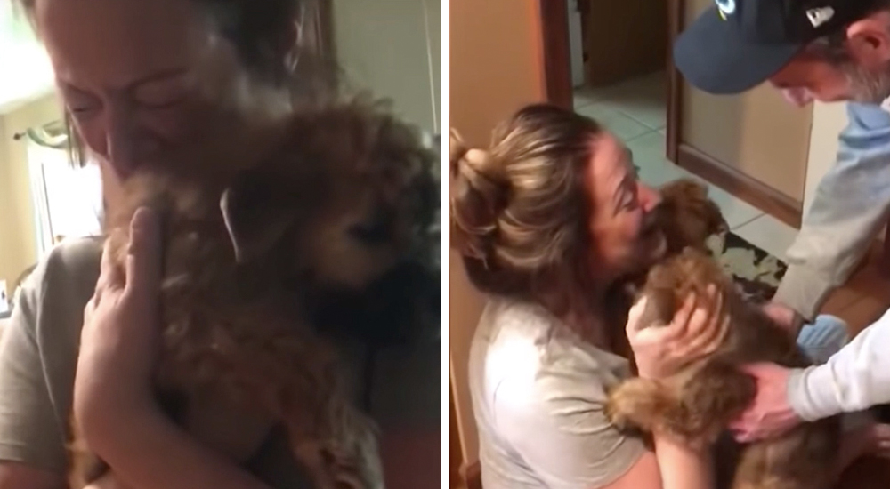 Le regalan un par de cachorros tras una triste pérdida y enternece al mundo con su reacción Le regalan un par de cachorros tras una triste pérdida y enternece al mundo con su reacción