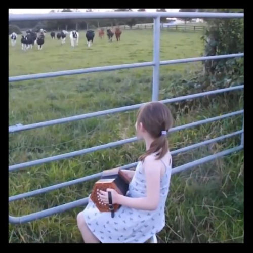 Niña acordeón hipnotiza vacas