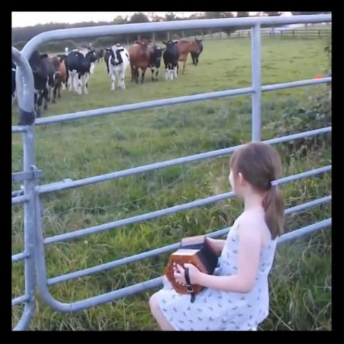 Niña acordeón hipnotiza vacas