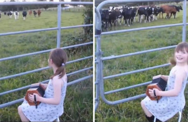 Niña acordeón hipnotiza vacas