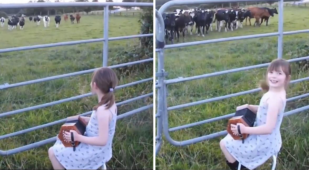 Niña acordeón hipnotiza vacas