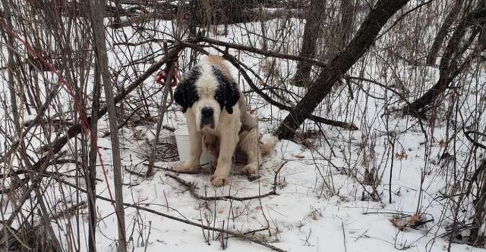 Una perrita anciana sobrevive de milagro tras dos semanas solita en la nieve