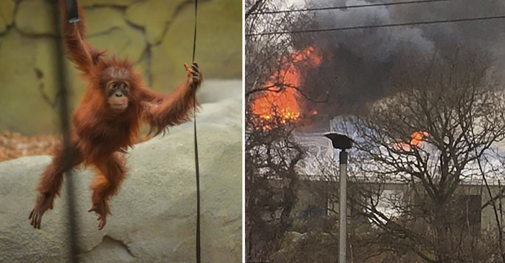 Bomberos rescatan decenas de orangutanes que deambulaban en la zona de un terrible incendio