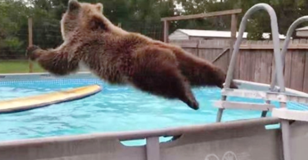 Un oso enamora con su reacción después de descubrir la mejor manera de clavarse en una piscina Un oso enamora con su reacción después de descubrir la mejor manera de clavarse en una piscina