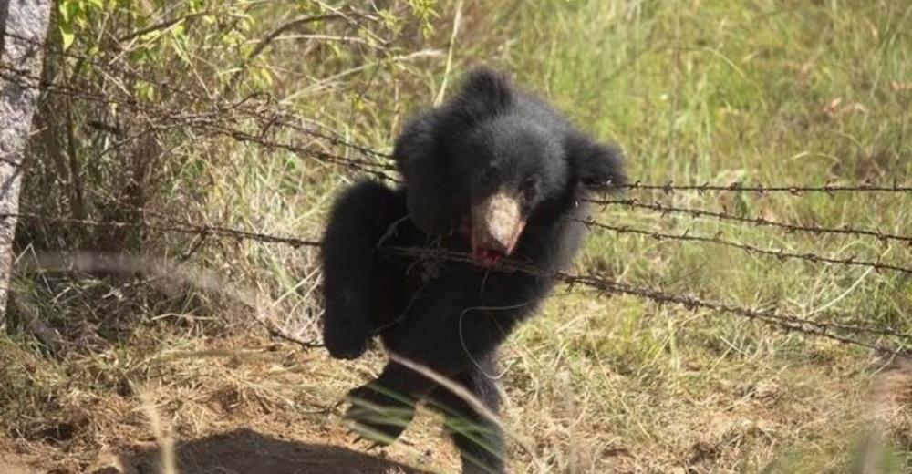 Estuvo atrapado en un alambre de púas de una trampa de cazador durante 8 angustiosas horas