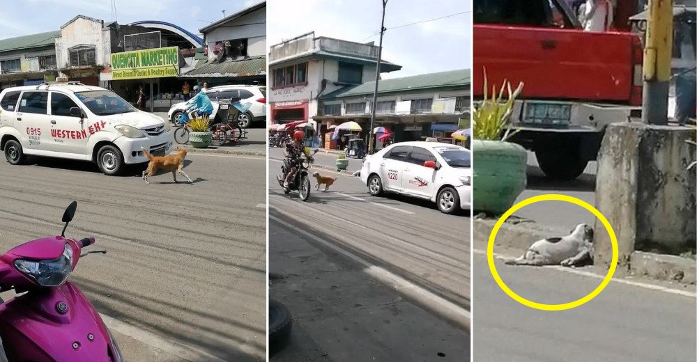 Corre desesperadamente entre los autos buscando ayuda para su cachorro atropellado Corre desesperadamente entre los autos buscando ayuda para su cachorro atropellado