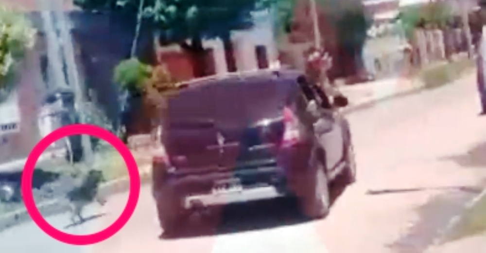 Bajan a su perro del auto y se marchan a toda velocidad, no sabía que lo estaban abandonando Bajan a su perro del auto y se marchan a toda velocidad, no sabía que lo estaban abandonando