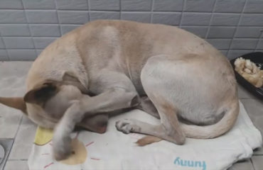 Perro abandonado Taiwán