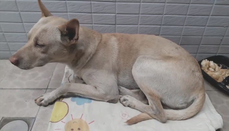 Perro abandonado Taiwán