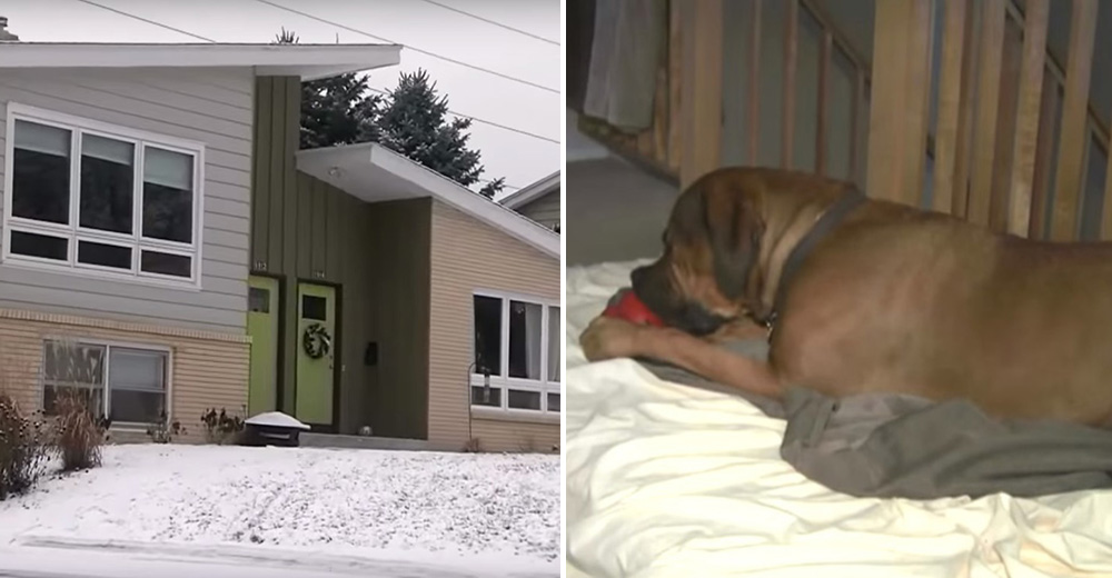 Salta el sistema de seguridad de su casa y encuentra a su perro durmiendo junto a un intruso