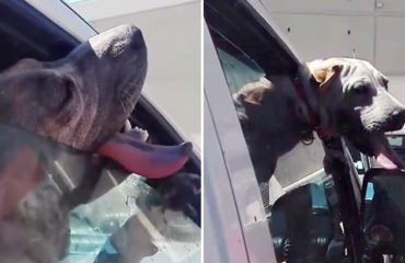 Perro Rancagua