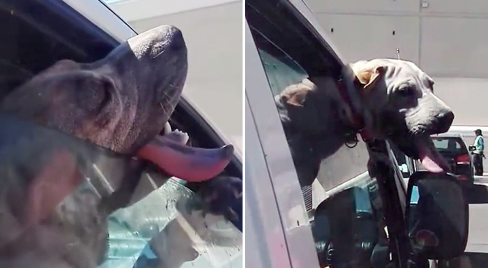 Desesperado, intentaba respirar a bocanadas por el mínimo espacio que le dejó su dueño Desesperado, intentaba respirar a bocanadas por el mínimo espacio que le dejó su dueño