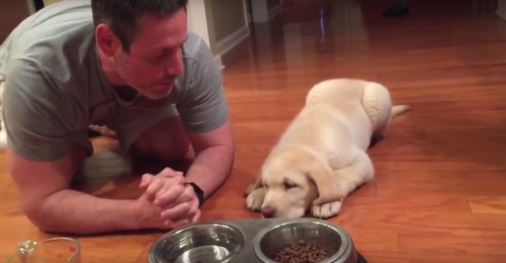 Graban al cachorro de 11 semanas que no puede comer si antes no reza Graban al cachorro de 11 semanas que no puede comer si antes no reza
